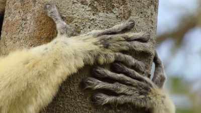 He may be undeterred
by the oppressive heat, - Our Great National Parks