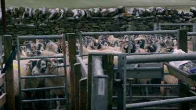 He may have designs on Sid's job, - Our Yorkshire Farm