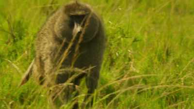 He may have survived this encounter, - Serengeti