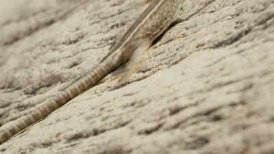 He may look like a female, - Attenborough's Life in Colour