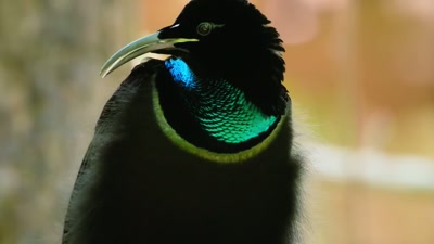 'He may seem a little drab - A Year on Planet Earth