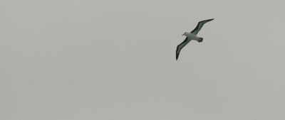 He was mesmerizing, - Albatross