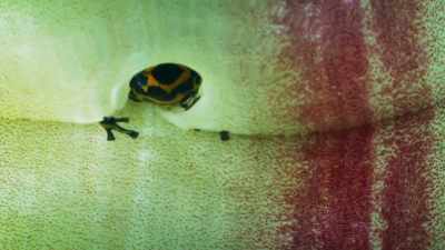 He might have up to five other tadpoles. - Seven Worlds, One Planet