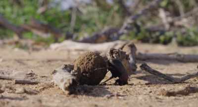 He might look
like he's pushing his ball forwards, - The Elephant Queen