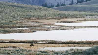 He must find a pack - Epic Yellowstone