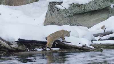 He must master
this hunting ground - Epic Yellowstone