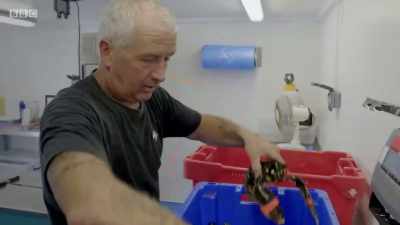 He must now package his lobsters
for the courier to Camberley. - Cornwall: This Fishing Life