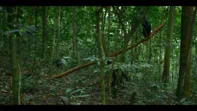He needs to be careful. - Chimp Empire