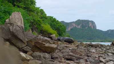 He needs to find a rock just
the right shape and weight. - The Secret Lives of Animals