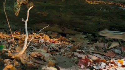 'He needs to stockpile enough nuts - A Year on Planet Earth