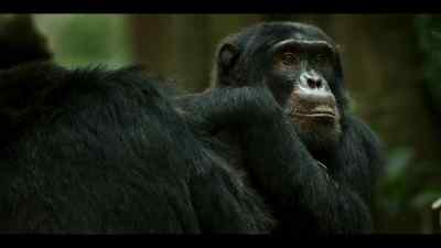 He needs the group to unite under his leadership. - Chimp Empire