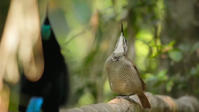 '..he has no moves left to teach - A Year on Planet Earth