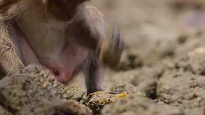 He notices each kind of shell
needs a different type of stone. - The Secret Lives of Animals