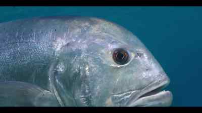 He now needs to assess
airspeed and altitude. - Our Oceans