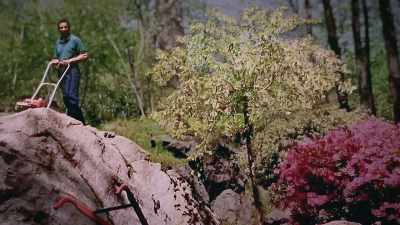 He planted it where
they could see it - Trees and Other Entanglements