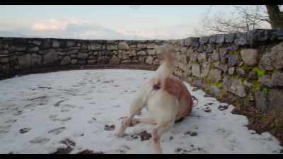 He played a lot, - Dogs