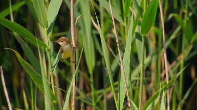 He preens his feathers,
finally ready to fly the nest. - Wild Babies