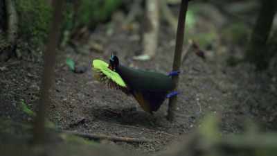 He puffs up his feathers
and swings round - Attenborough's Life in Colour