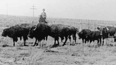 He purchased more from
a private herd in Canada - The American Buffalo