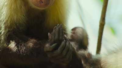 He reaches for a finger - The Secret Lives of Animals