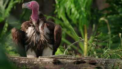 He really is, and she sure tries hard. - Magic of Disney's Animal Kingdom