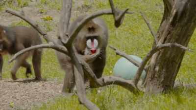 He recently had
a major dental procedure, - Secrets of the Zoo
