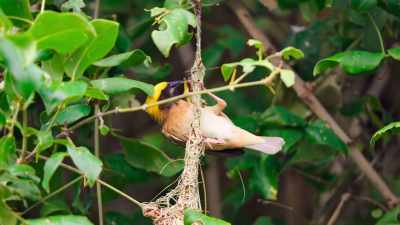 He reinforces the foundations, - The Secret Lives of Animals