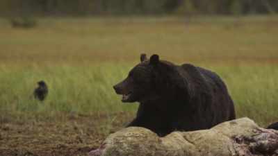 He rolls the carcass over
to find the best and softest bits. - Wild Nordic
