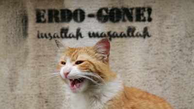 He’s fighting over territory. - Kedi