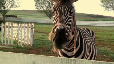 He was running away from him I'll race you any time you want - Racing Stripes
