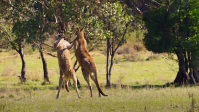 He saves his
strength and then... - The Secret Lives of Animals