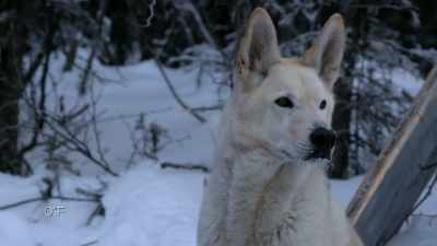 He says, "I don't care." - Life Below Zero: Next Generation
