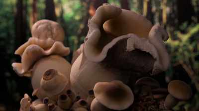 He says, "What are those?" - Fantastic Fungi
