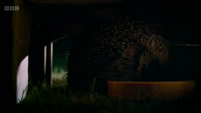 He seems to be taking his time. - Wild London