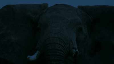 HE SHRIEKS - Serengeti