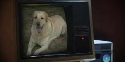 He was somebody's lab who kind of can - Getting LOST