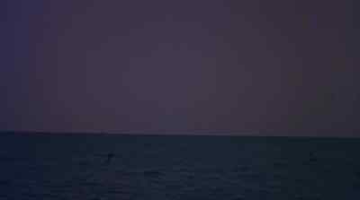 He was sorry for the birds,
especially the small, delicate, dark terns... - The Old Man and the Sea