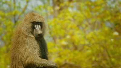 He sought refuge here
when his feud with the leader - Serengeti