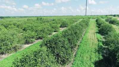 He started out
in the orange groves, - Buried In The Backyard