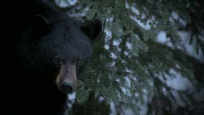 He started raking at the
ground and he's snorting at us. - Life Below Zero: Next Generation