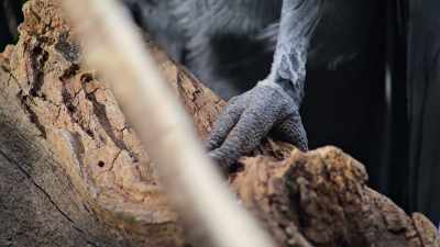 He starts to build a platform
to support her egg. - The Secret Lives of Animals
