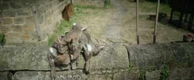He strangled them, and
thoughtfully left them outside - Nandor Fodor and the Talking Mongoose