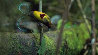 He takes particular care
to remove anything green. - Attenborough's Life in Colour