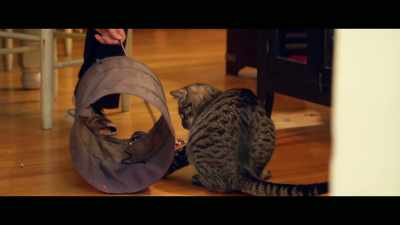 He had talked about
going to the hospital, - Cat Daddies