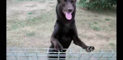 He had the iconic Red Dog shape, - Koko: A Red Dog Story