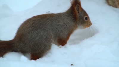 'He thought about his nuts so much, - A Year on Planet Earth