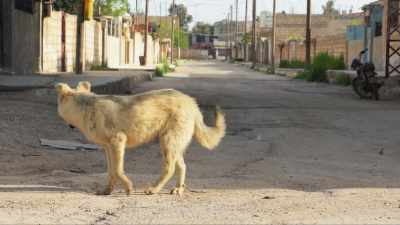 He thought it was just perfect that the dogs - Heval