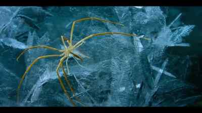 He tiptoes across the ice... - Our Oceans