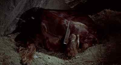 He is tired, that one. - Big Red