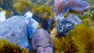He tones down his colours, - Blue Planet II